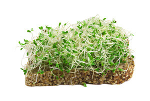 alfalfa sprouts isolated on white