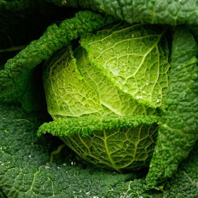 cabbage
