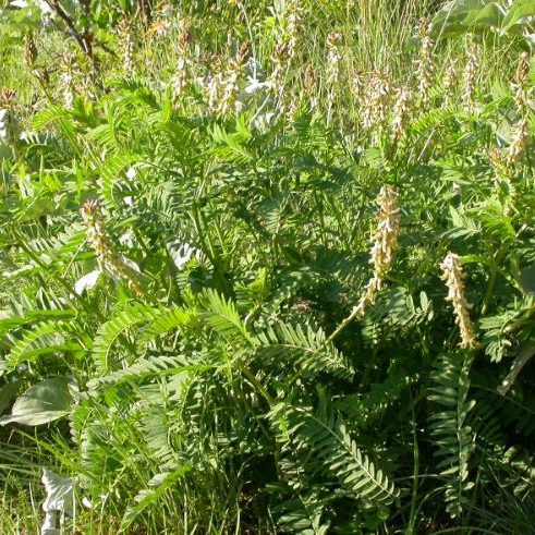 Astragalus-1