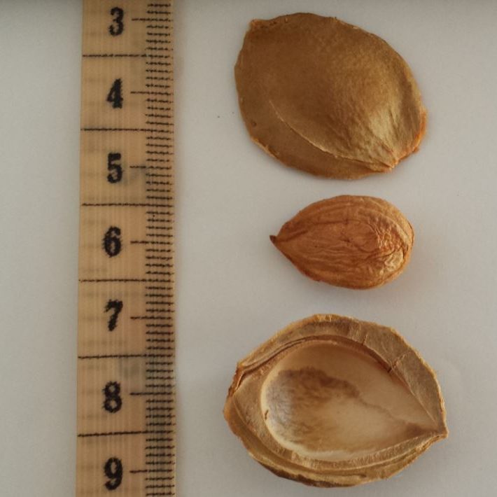 Apricot-Kernels-2-wikipedia