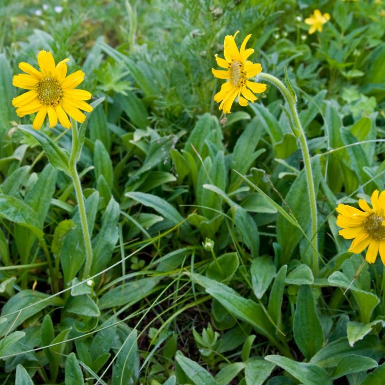 Arnica-2-wikipedia