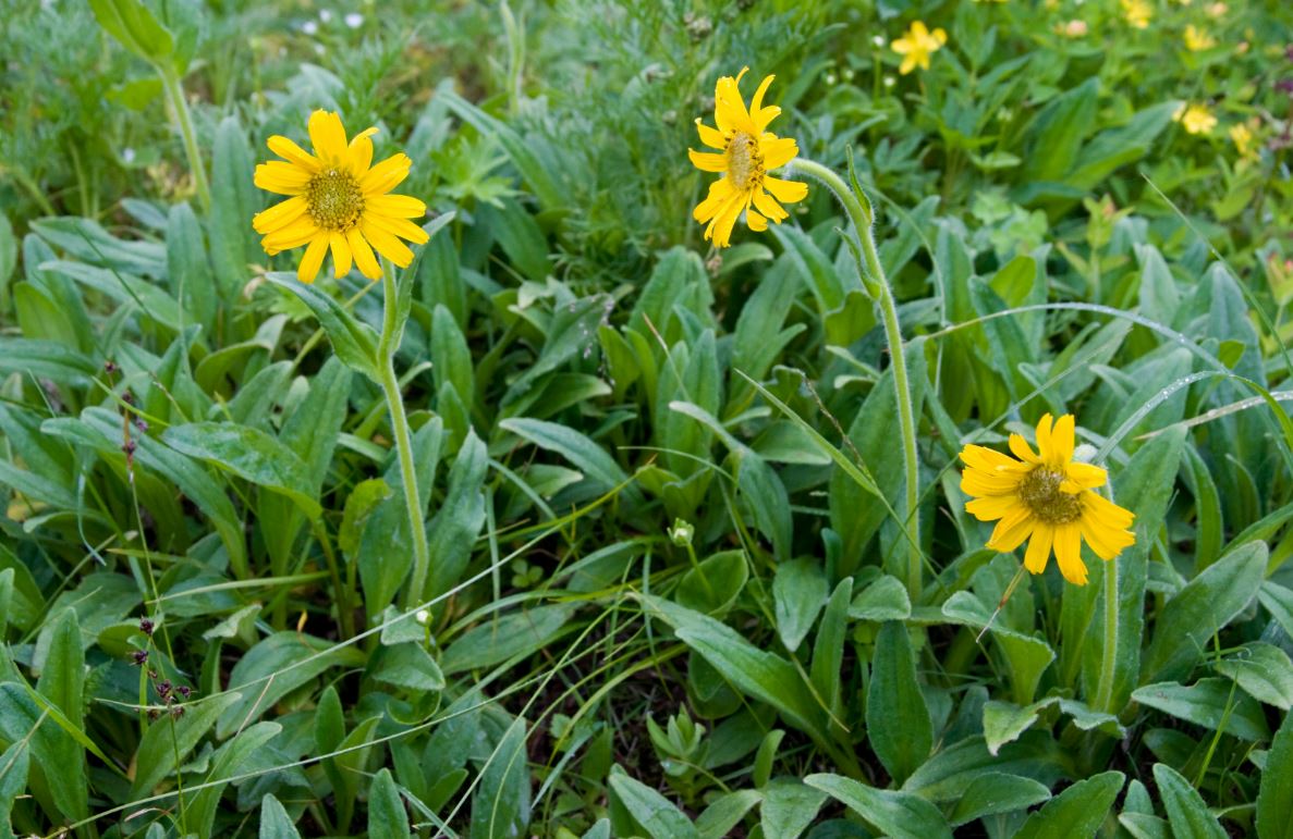 Arnica 2 wikipedia