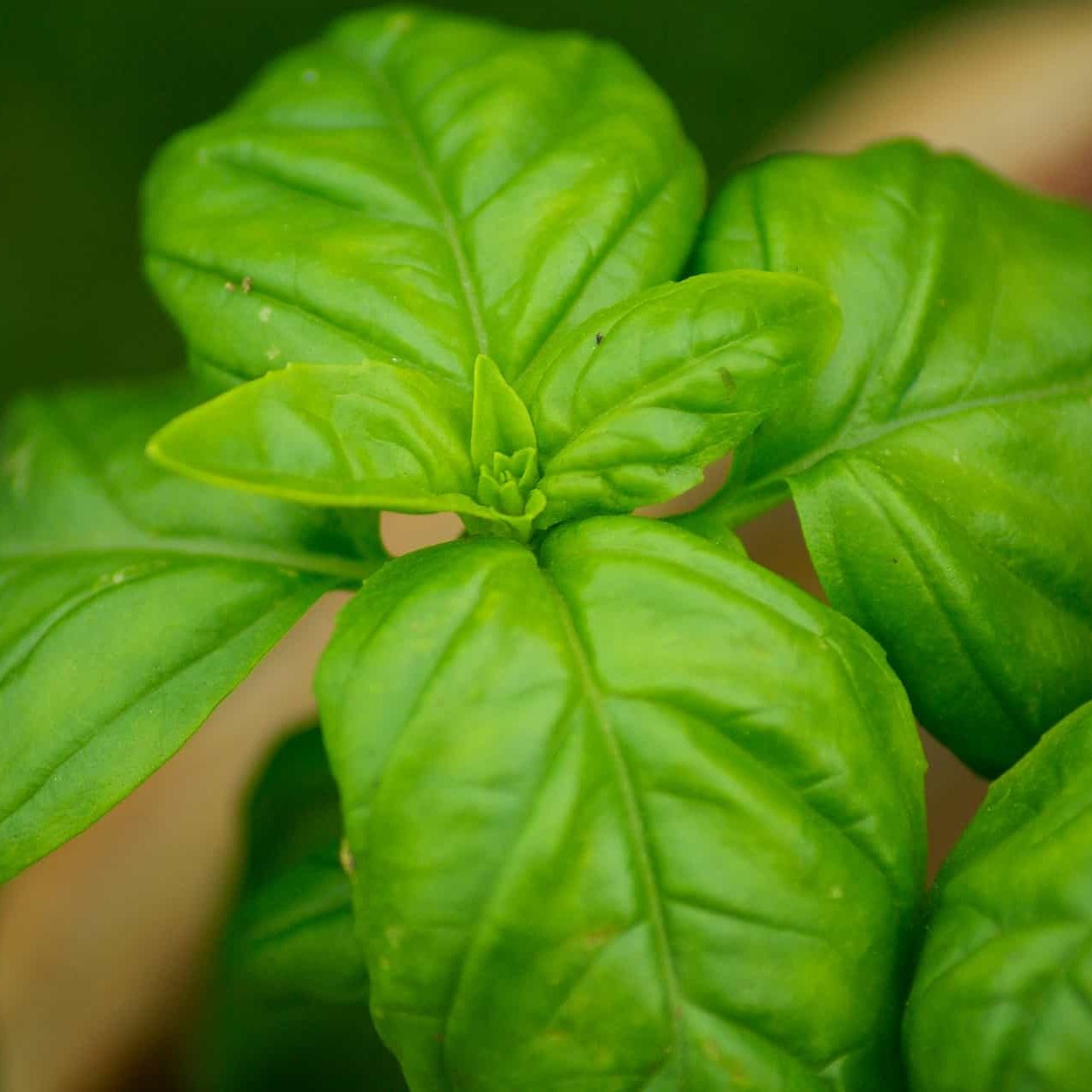 leaves-basil-min-1