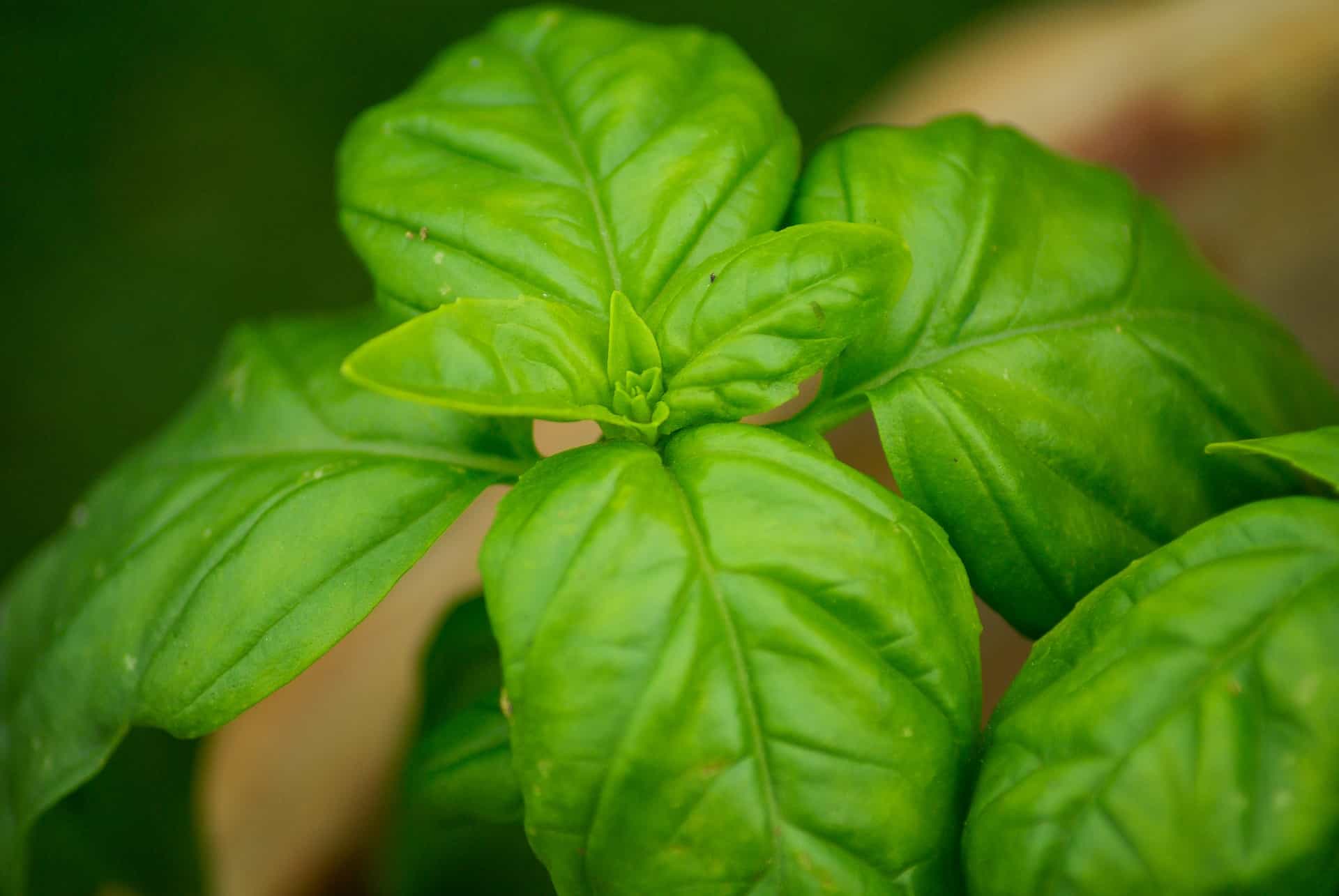 leaves basil