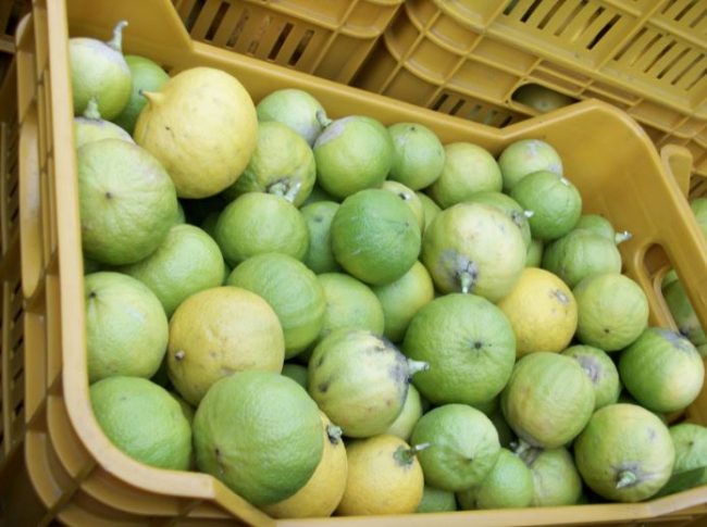 Bergamot-Essential-Oil