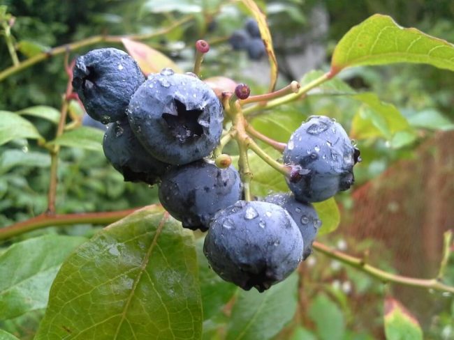Bilberry-pixabay-1024×768