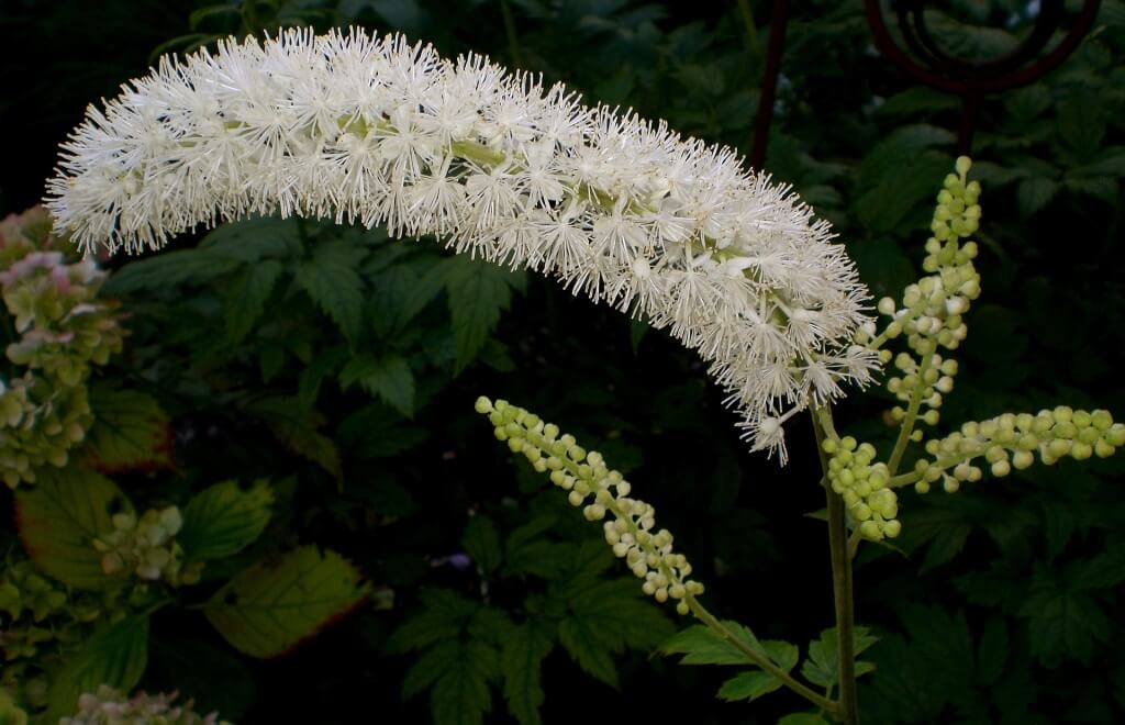 Black Cohosh - pixabay