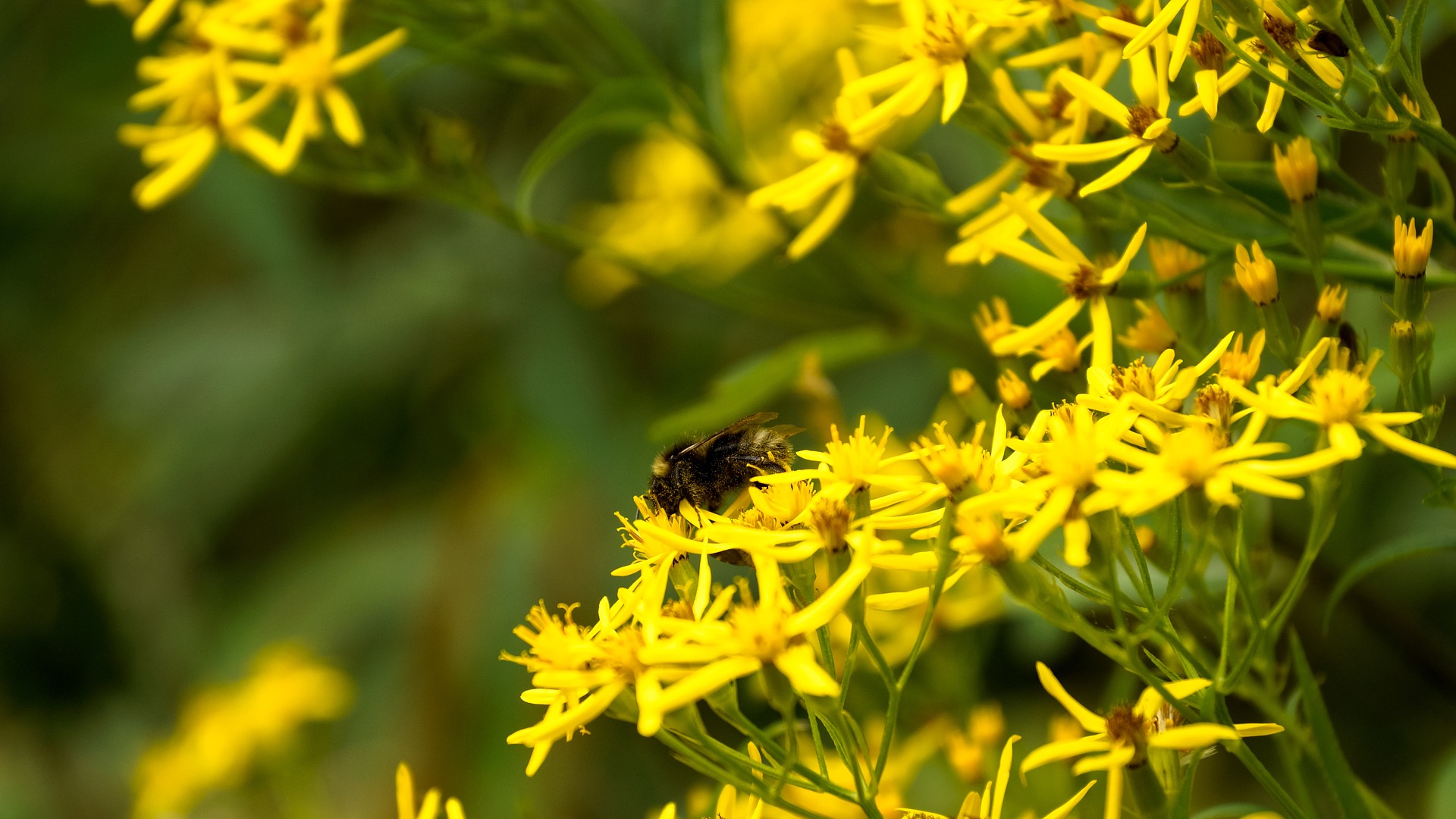 bee pollen - pixabay