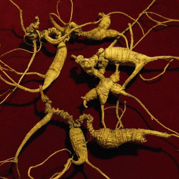 American_Ginseng