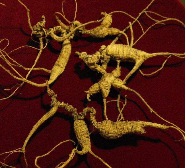 American_Ginseng