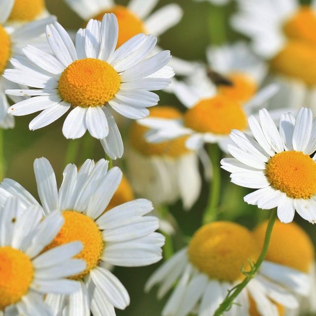 Chamomile Medicinal Herb Chamomile Flower