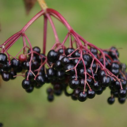 ELDERBERRIES
