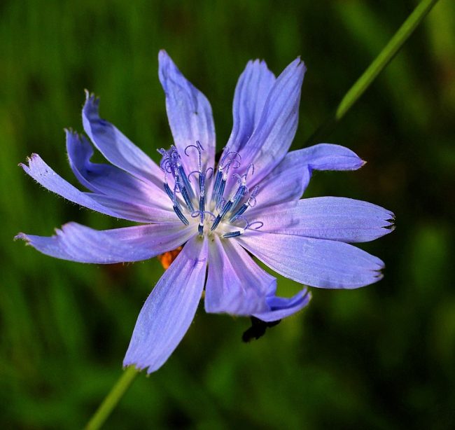 chicory