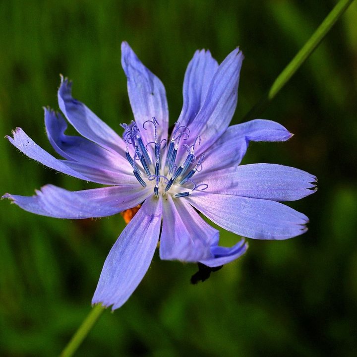 chicory