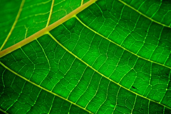 chlorophyll