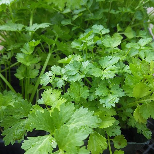cilantro