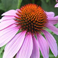 echinacea