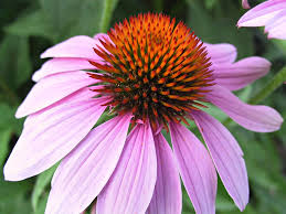 echinacea