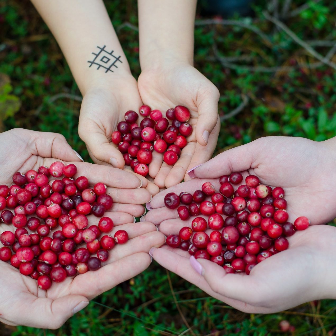 cranberries-2810138_1920-1
