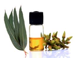 Eucalyptus Essential Oil